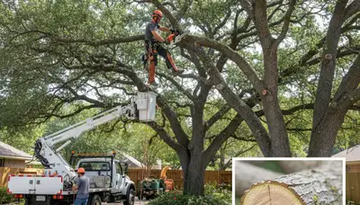 Arborist removing dead branches from mature tree in Austin, TX with professional tree trimming gear
