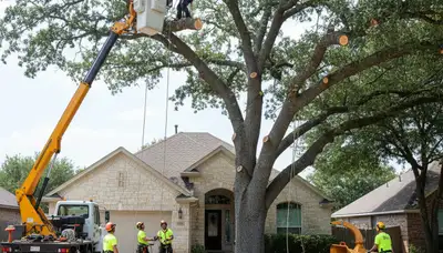 Arborists using bucket truck for large tree removal at Buda home near Austin, TX to protect property safety