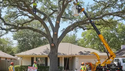 Arborists perform large tree removal using bucket truck in Manchaca near Austin TX homes