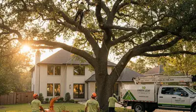 Certified arborist pruning live oak tree in Austin, TX for Chop Chop Tree professional tree service