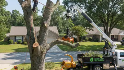 Certified arborists performing safe tree removal in Austin, TX for residential and commercial clients