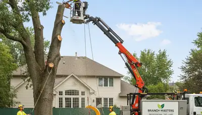 Professional tree removal service in Austin TX by certified arborists | TreeServicesAustinTX