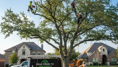 Professional tree removal service in Austin TX by certified arborists | TreeServicesAustinTX.com