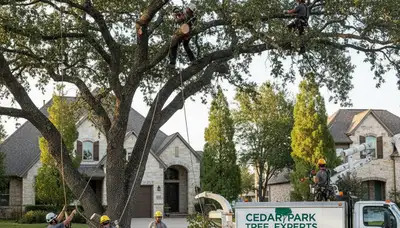 Professional tree removal service in Austin TX by certified arborists