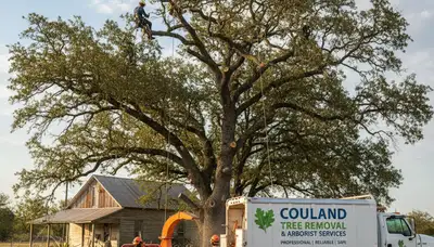 Professional tree removal service in Austin TX by certified arborists at Tree Services Austin TX