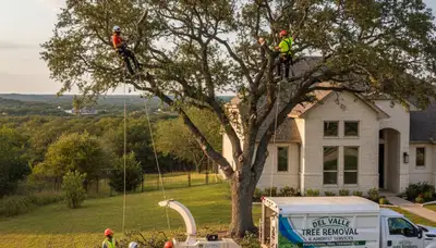 Professional tree removal service in Austin TX by certified arborists at Tree Services Austin TX