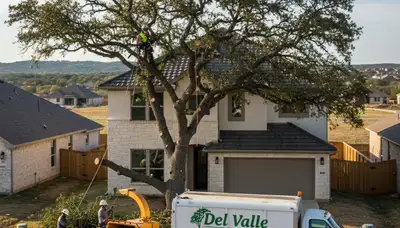 Professional tree removal service team in Austin TX safely cutting and clearing large oak tree