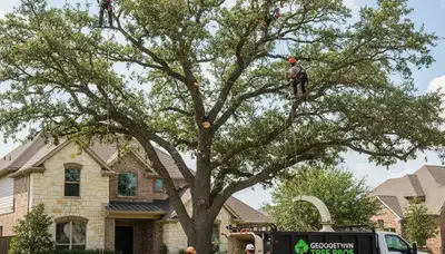 Professional tree removal service in Austin TX by certified arborists at Tree Services Austin TX