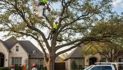 Professional tree removal service in Austin TX by certified arborists at Tree Services Austin TX