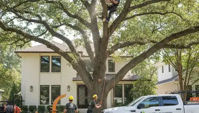 Arborist trimming live oak tree in Austin, TX for Chop Chop Tree professional tree care service