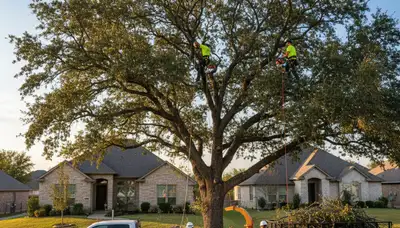 Professional tree removal service in Austin TX by certified arborists at Tree Services Austin TX